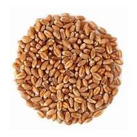 I Am Foods Wheat Germ - Sprouting 1kg